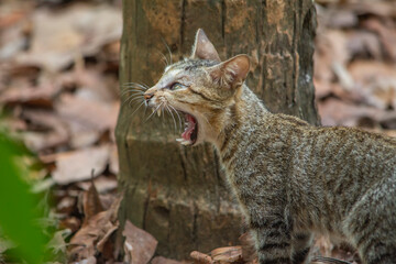 Naklejka premium Cat