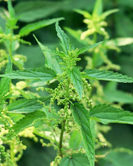 Blooming plant nettle grows in the forest