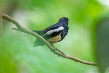 Oriental Magpie Robin