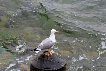 Larus argentatus seagull on the Black Sea coast
