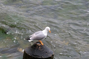 Larus argentatus seagull on the Black Sea coast
