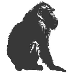 Obraz premium Silhouette Mandrill animal black color only