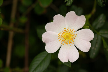 Wild white flower in the garden