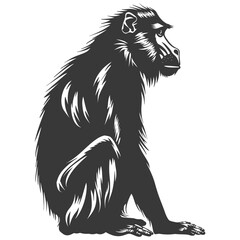 Obraz premium Silhouette Mandrill animal black color only
