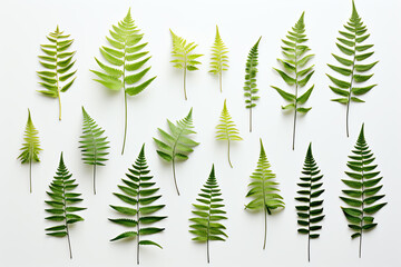 Obraz premium Green leaves of fern on white background. Flat lay.