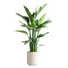 A vibrant indoor Heliconia plant with large green leaves, placed in a speckled ceramic pot, perfect for home or office decoration