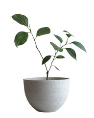 A green plant with vibrant leaves beautifully displayed in a white vase on a transparent background