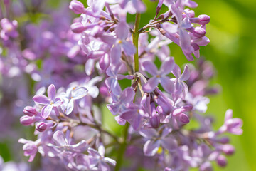 Beautiful lilac flowers ,Purple lilac flowers on the bush, summertime background.