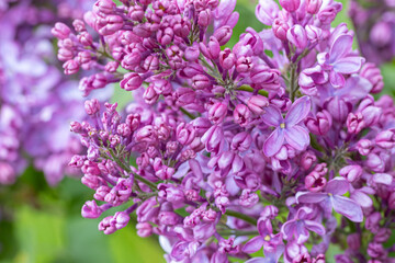 Beautiful lilac flowers ,Purple lilac flowers on the bush, summertime background.