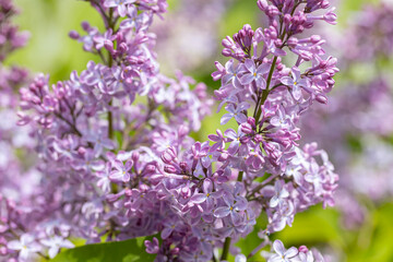 Obraz premium Beautiful lilac flowers ,Purple lilac flowers on the bush, summertime background.
