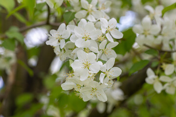 A branch with white apple flowers. Beautiful spring Flora background