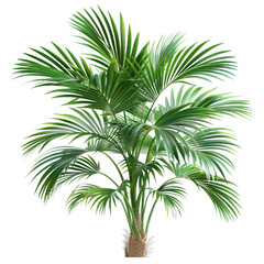 palm tree planted in a pot, on isolated transparent background