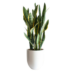 A potted plant with green leaves placed on a white background