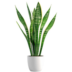 A large green plant thriving in a white pot on a transparent background