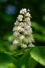 Fresh white chestnut flower and green leaves.