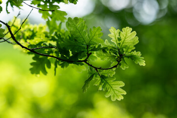 Obraz premium Fresh green oak leaves on a branch.
