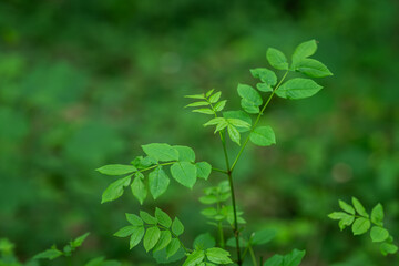 The upper green leaves of the ash tree.