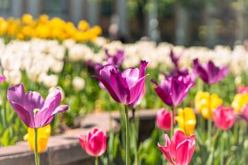 Fototapeta premium Tulips of bright and diverse colors adorn the streets of the city. Spring landscape design. Selected focus.