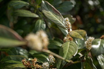 Buckthorn - white flowers and green leaves.