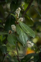 Buckthorn - white flowers and green leaves.