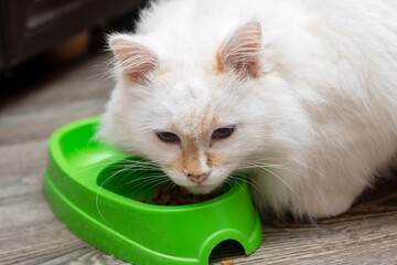 Felidae carnivore cat eating from green bowl with whiskers and snout