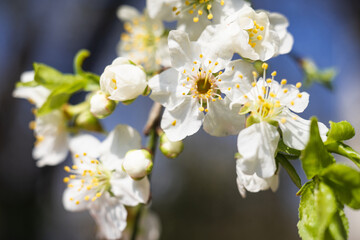 Fototapeta premium Macro photo of spring blossom. Blossoming fruit tree branch in the garden. Springtime