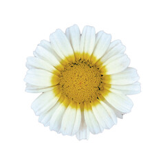 Chamomile flower is realistic. Vector Graphics