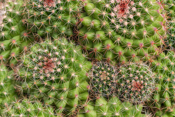 Close-up of small green cacti with pink spines. Nature texture background with copy space with...