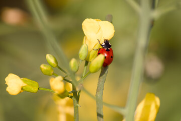 ladybug perching on the rapeseed flower close-up