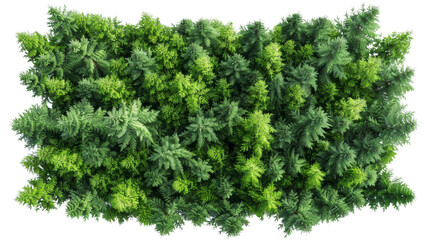 Overhead view of a vibrant green tree standing on isolate transparent background