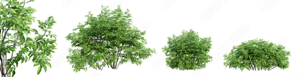 Poster set of black lace bush isolated on transparent background with selective focus close-up. 3d render.