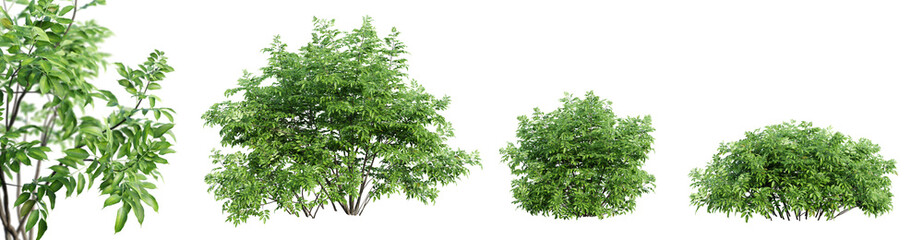 Set of black lace bush isolated on transparent background with selective focus close-up. 3D render.