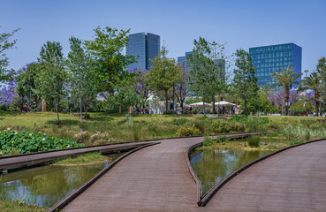  Spring lilies at ecological lake in Petah Tikva Park, Israel.
