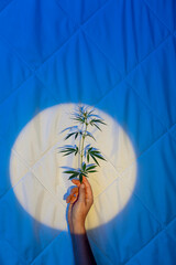 hand holding a cannabis plant, bathed in a serene blue light, symbolizing the natural and holistic...