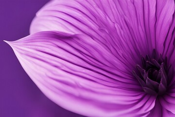 Close-up of Violet Petal, Color Gradients, Fine Lines, Macro Photography, Floral Details, Vibrant purple Flower, High Resolution