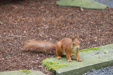 eurasisches eichhörnchen, sciurus vulgaris