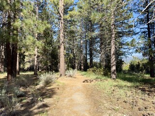 A serene path winds through a sunny forest, dappled light painting patterns on the leaf-strewn trail inviting peaceful walks and mindful hikes