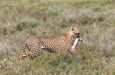 Adult Cheetah with kill