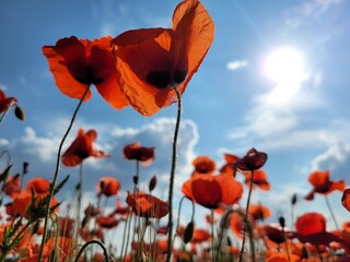 Mohn