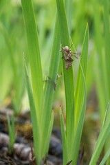 A dragonfly moth on a green iris leaf.