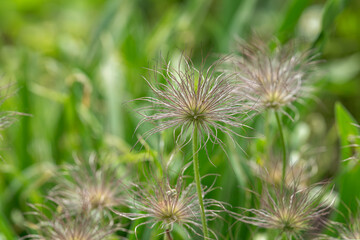 Cornflower seeds on a stem.