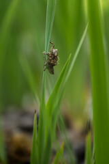 A dragonfly moth on a green iris leaf.