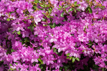 Fototapeta premium Light purple azalea flowers outside in the garden.