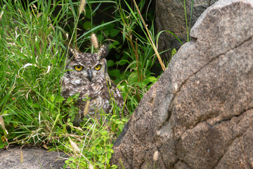 Grey Owl perched in rocks in Tanzania