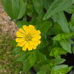 yellow flower in the garden