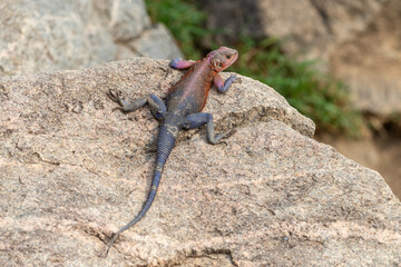 Male Agama Lizzard on rock