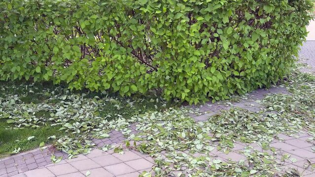 a trimmed hedge with leaves left in a circle on the pavement 