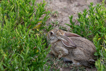 Cape hare hidding in grass from preditor
