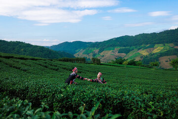 two asian woman wearing  traditional dress picking tea leaf in tea plantation 101, at Chiangrai...