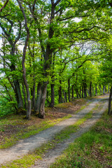 Hiking trail through a shady forest in the Rheingau Mountains on a sunny spring day
